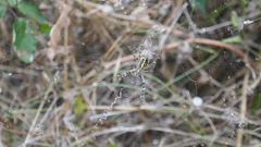 Argiope bruennichi