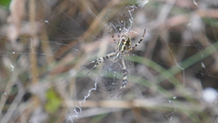 Argiope bruennichi
