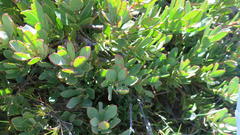 Protea venusta