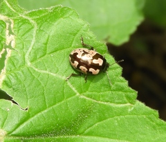 Calligrapha ancoralis