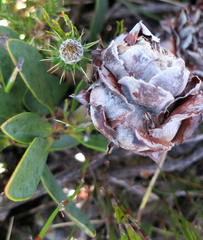 Protea venusta
