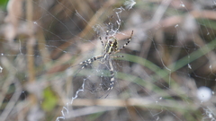 Argiope bruennichi