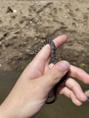 Nerodia sipedon