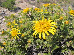 Berkheya spinosa