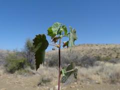 Hibiscus calyphyllus