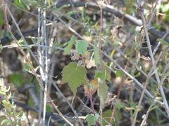 Hibiscus calyphyllus