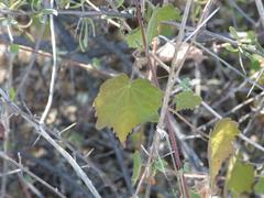 Hibiscus calyphyllus