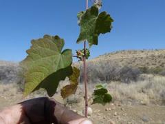 Hibiscus calyphyllus