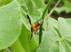 Oncopeltus guttaloides