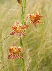 Gladiolus emiliae