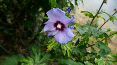 Hibiscus