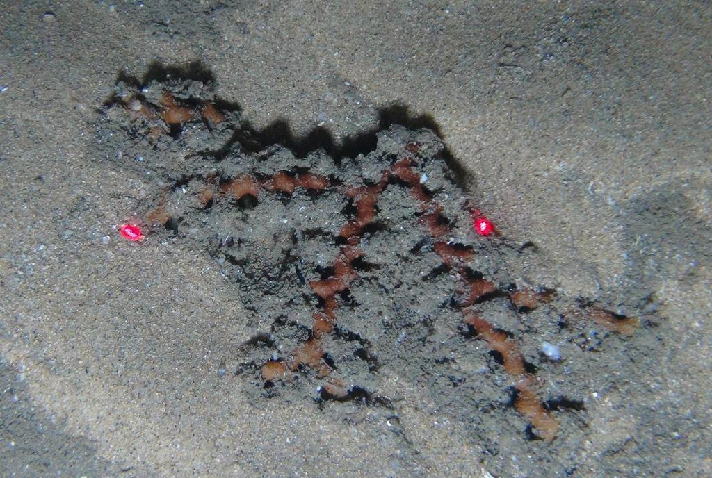 Schizammina