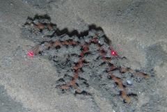 Schizammina pinnata