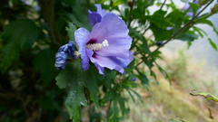 Hibiscus