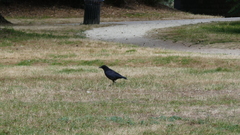 Corvus corone