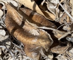 Astragalus beckwithii