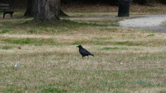 Corvus corone