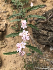 Androcalva pedleyi