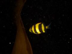 Oplegnathus robinsoni