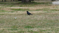 Corvus corone