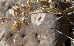 Astragalus beckwithii