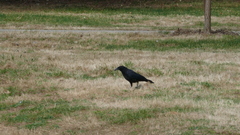 Corvus corone