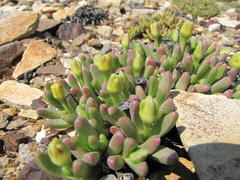 Peersia macradenia