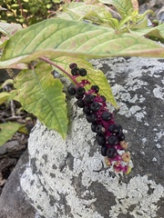 Phytolacca americana