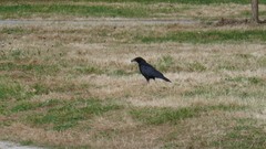 Corvus corone