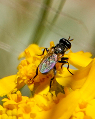 Thecophora propinqua