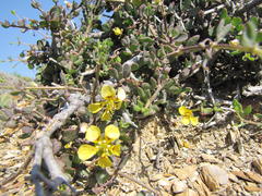 Roepera lichtensteiniana