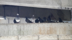 Columba livia