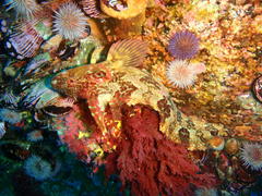 Clinus superciliosus