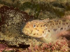 Caffrogobius nudiceps