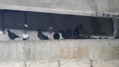 Columba livia