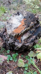 Bionectriaceae