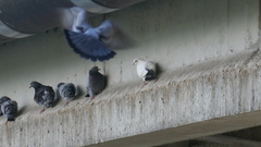 Columba livia