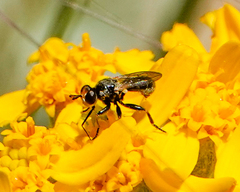 Thecophora propinqua