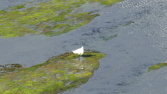 Egretta garzetta