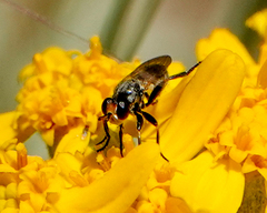 Thecophora propinqua