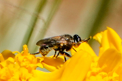 Thecophora propinqua