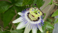 Passiflora caerulea