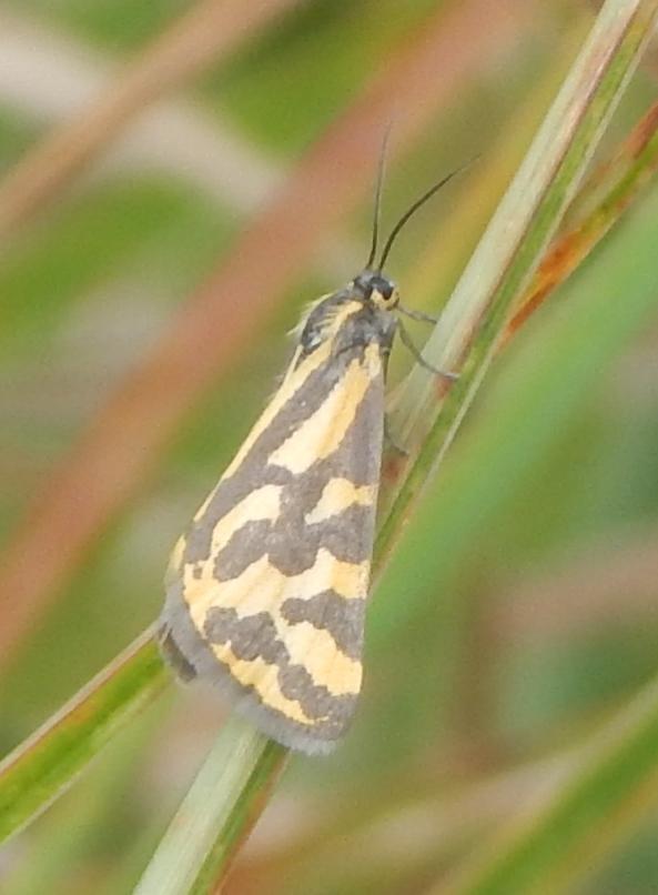 Veniliodes grobleri