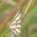 Veniliodes setinata - Photo 由 qgrobler 所上傳的 (c) qgrobler，保留部份權利CC BY-NC