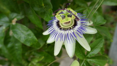 Passiflora caerulea