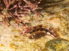 Clinus superciliosus