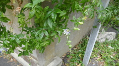 Passiflora caerulea