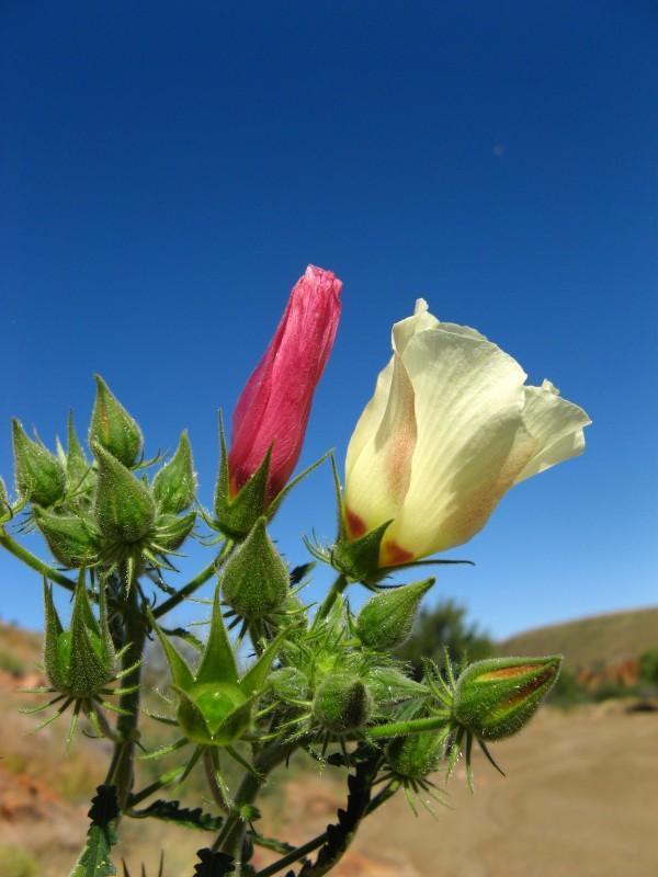 Hibiscus fleckii