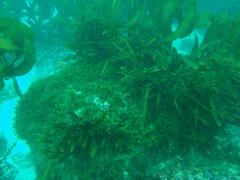 Anthophycus longifolius