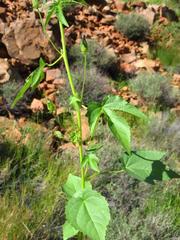 Hibiscus fleckii